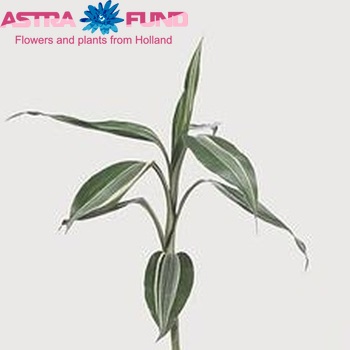 Dracaena sanderiana 'Victory' photo