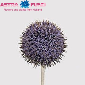 Echinops bannaticus 'Blue Globe' photo