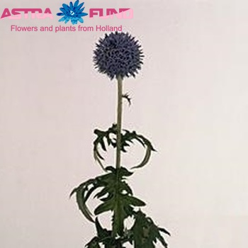 Echinops 'Blue Pearl' photo