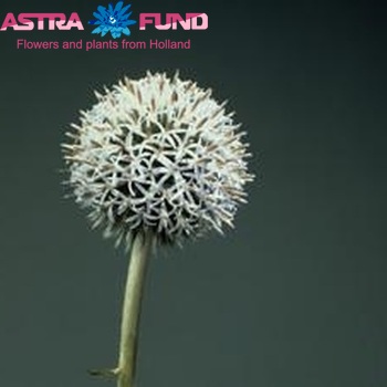 Echinops ritro photo