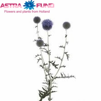 Echinops ritro 'Bright Stone' photo