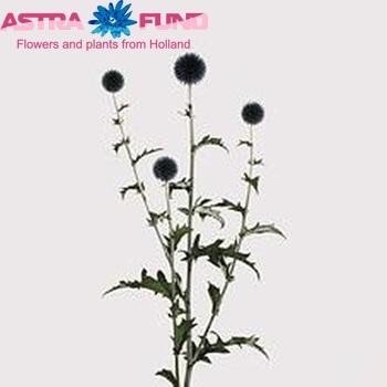 Echinops ritro 'Veitch's Blue' photo