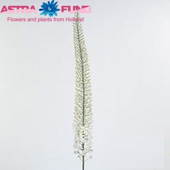 Eremurus 'Alaska' photo