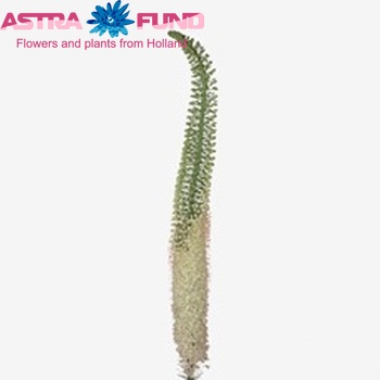 Eremurus 'Brutus' photo