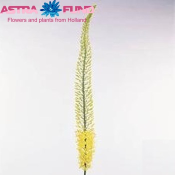 Eremurus 'Charleston' photo