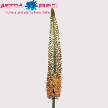 Eremurus 'Cleopatra' photo