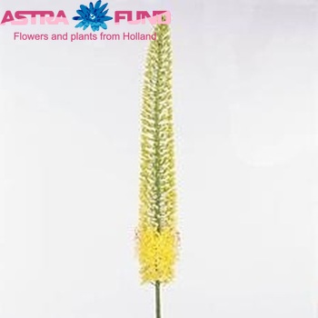 Eremurus 'Disco' photo