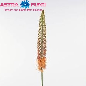 Eremurus 'Flamengo' photo
