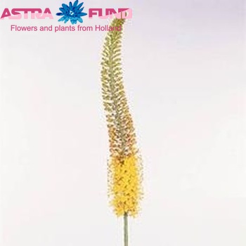 Eremurus 'Flash Dance' photo