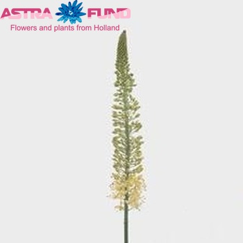 Eremurus 'Foxtrot' photo