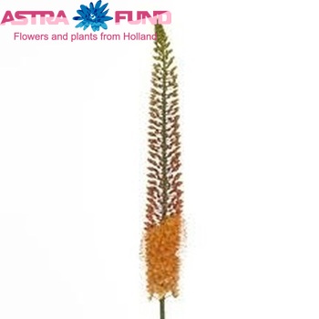 Eremurus 'Golden Cleopatra' photo