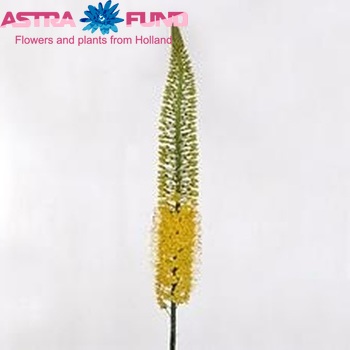 Eremurus 'Image' foto