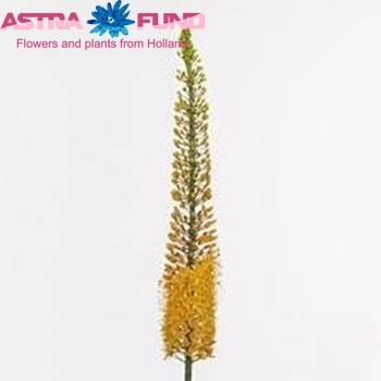 Eremurus 'Joker' zdjęcie