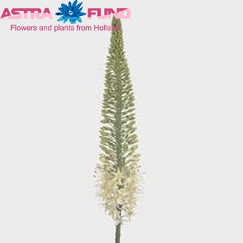 Eremurus 'Line Dance' zdjęcie