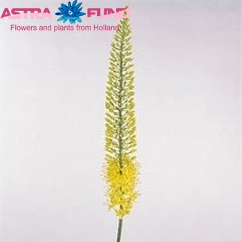 Eremurus 'Lucia-Ro' zdjęcie
