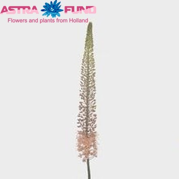 Eremurus 'Macarena' zdjęcie