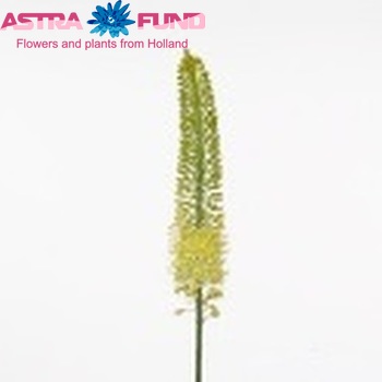 Eremurus 'Moneymaker' zdjęcie