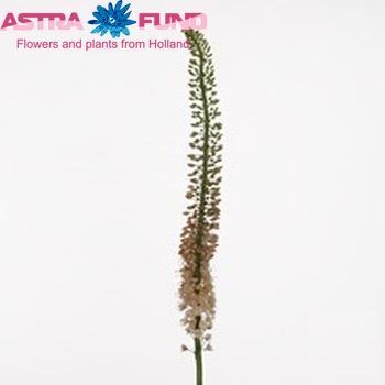 Eremurus 'Oase' zdjęcie