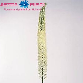 Eremurus 'Obelisk' zdjęcie