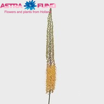 Eremurus 'Pinokkio' fotografija