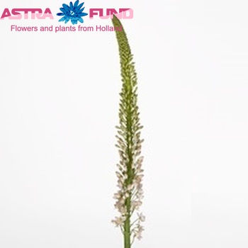 Eremurus robustus fotografija