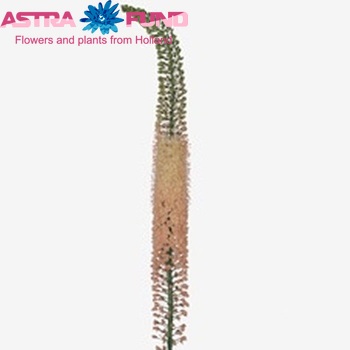 Eremurus 'Romance' fotografija