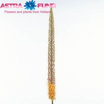Eremurus 'Rumba' fotografija