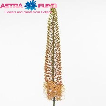 Eremurus 'Salmon Blossom' fotografija