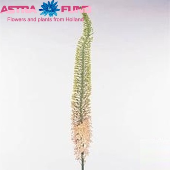 Eremurus 'Samba' fotografija