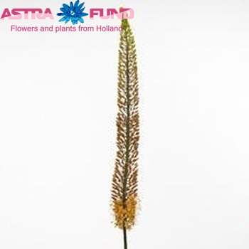 Eremurus Shelford Coral Beauty fotografija