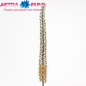 Eremurus Shelford Peach Arrow fotografija
