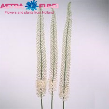 Eremurus Shelford Pink Star fotografija