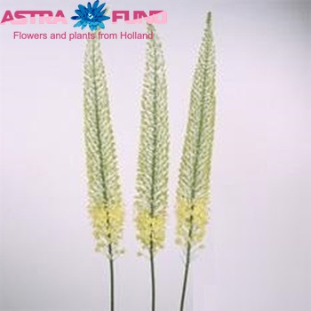 Eremurus Shelford Yellow Sun fotografija