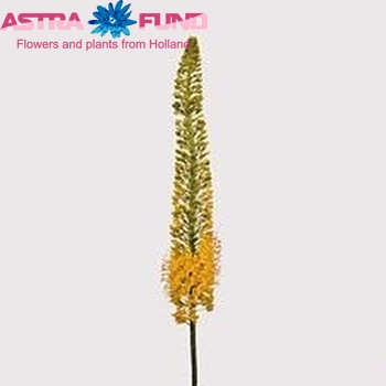 Eremurus stenophyllus fotografija