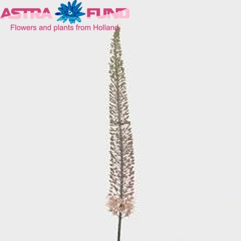 Eremurus 'Tango' fotografija