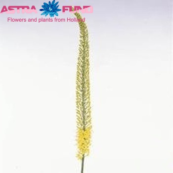 Eremurus 'Tap Dance' fotografija