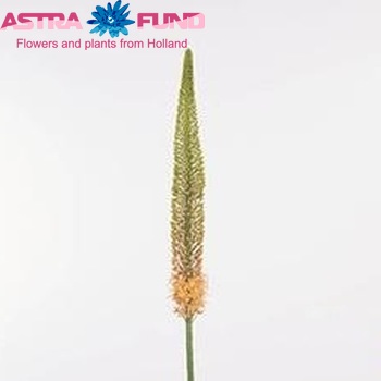 Eremurus 'Twist' fotografija