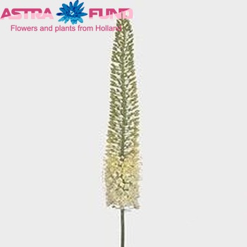 Eremurus 'White Beauty Favourite' fotografija