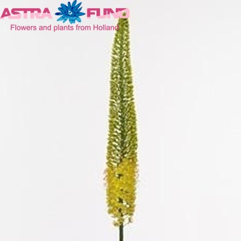 Eremurus 'Yellow Cleopatra' fotografija