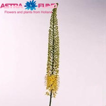 Eremurus 'Yellow Impact' fotografie