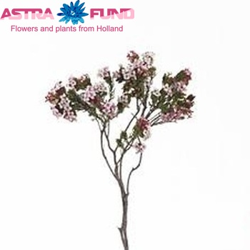 Erica fastigiata photo