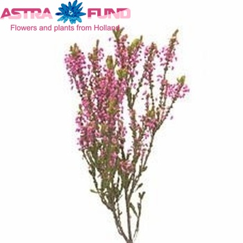 Erica 'Riet' photo
