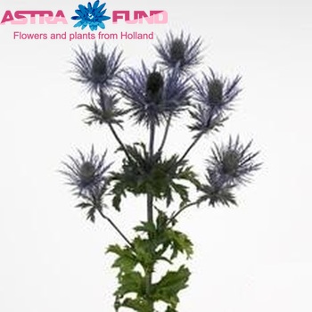 Eryngium alpinum 'Deep Blue Jackpot' photo