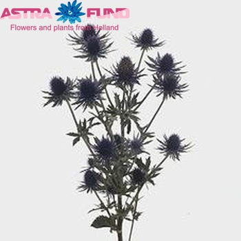 Eryngium Aquarius Questar photo