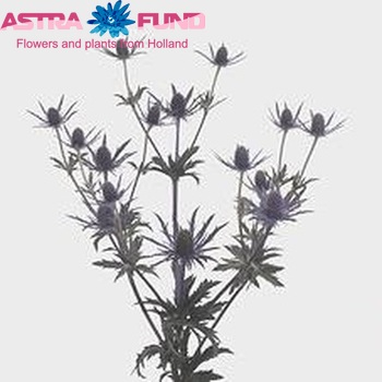 Eryngium 'Arabian Dawn' photo