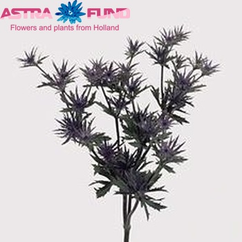 Eryngium Astra Questar photo