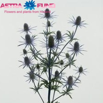 Eryngium 'Blue Angel' photo