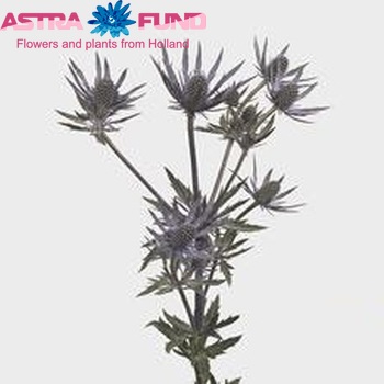 Eryngium 'Blue Surprise' photo