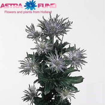 Eryngium Corona Questar foto