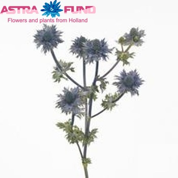 Eryngium 'Crown Stone' foto